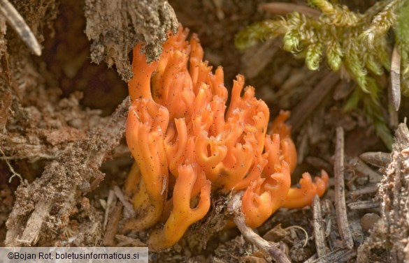 Calocera viscosa