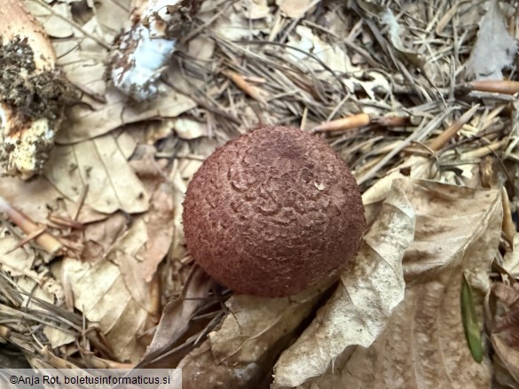 Tricholoma vaccinum
