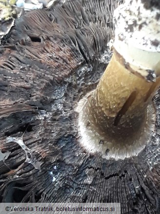 Agaricus bitorquis