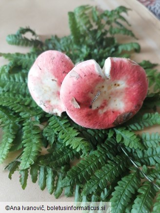 Russula emetica