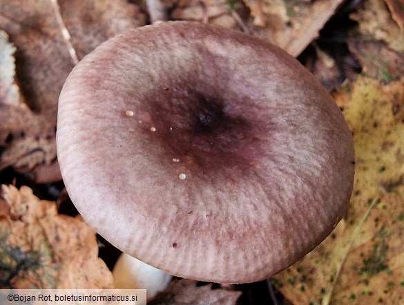 Russula versicolor