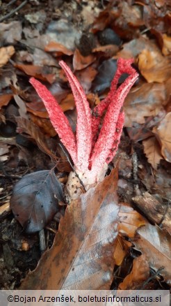 Clathrus archeri