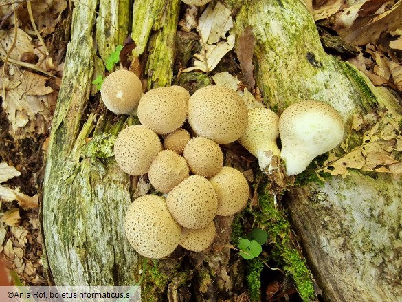 Apioperdon pyriforme