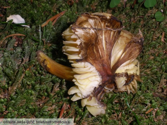 Hygrocybe spadicea