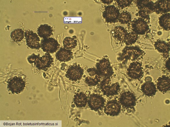 Scleroderma verrucosum