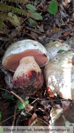 Boletus satanas