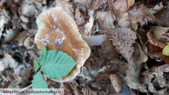 Cortinarius elatior