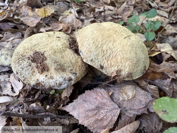 Gyroporus cyanescens
