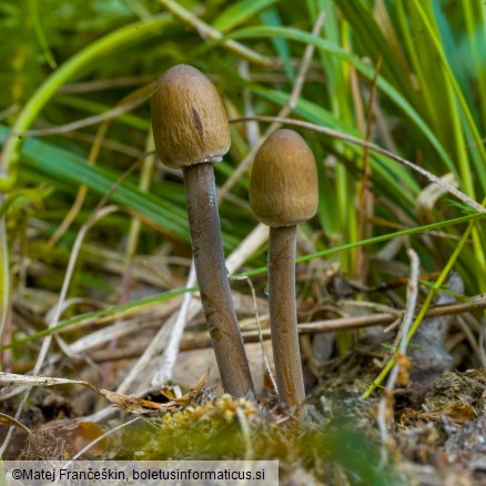 Panaeolus papilionaceus