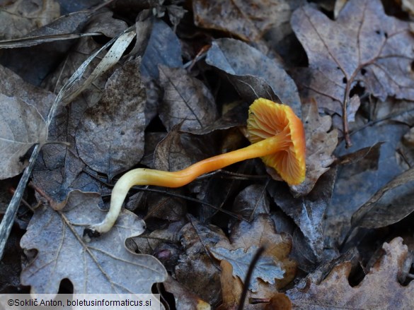 Hygrocybe mucronella