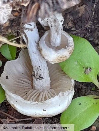 Asterophora lycoperdoides