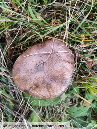 Gomphidius glutinosus