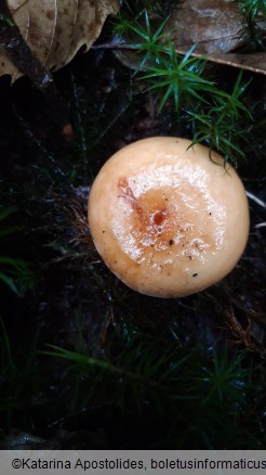 Lactifluus volemus