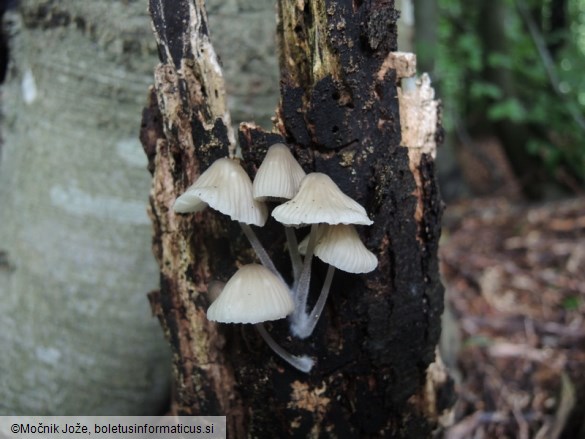 Mycena abramsii