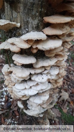 Trametes pubescens