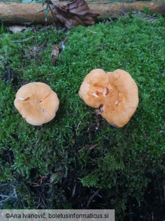 Hygrophoropsis aurantiaca