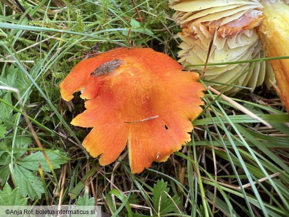 Hygrocybe intermedia