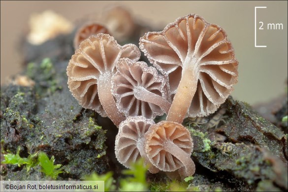 Mycena meliigena