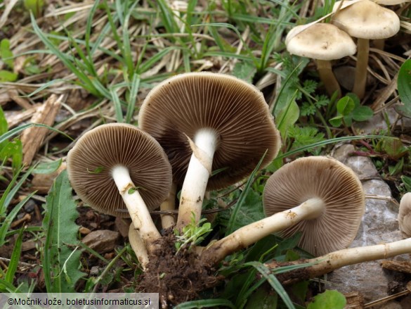 Agrocybe praecox