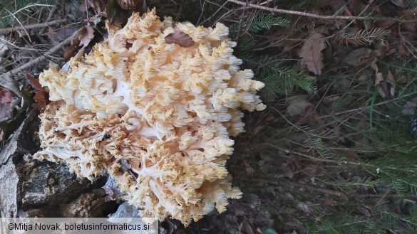 Hericium coralloides