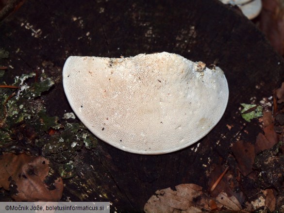 Trametes gibbosa