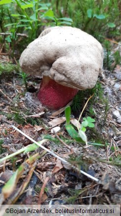 Caloboletus calopus