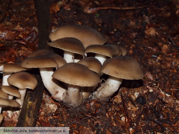 Lyophyllum transforme