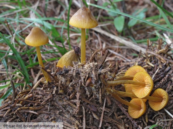 Mycena aurantiomarginata