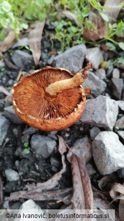 Pholiota conissans