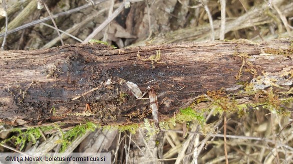 Mollisia cinerea