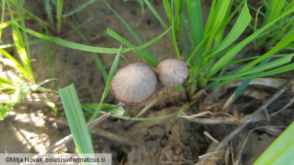 Psathyrella panaeoloides