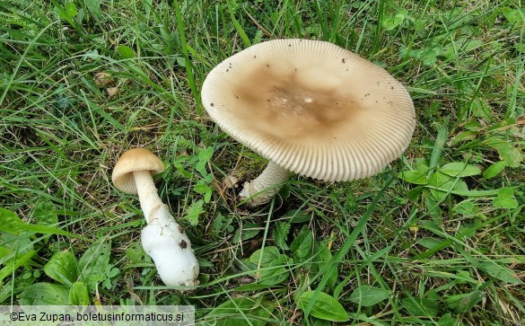 Amanita sublividopallescens