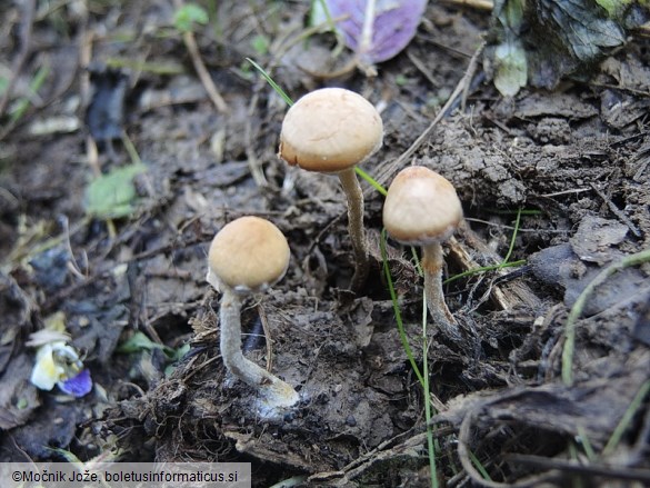 Conocybe vestita