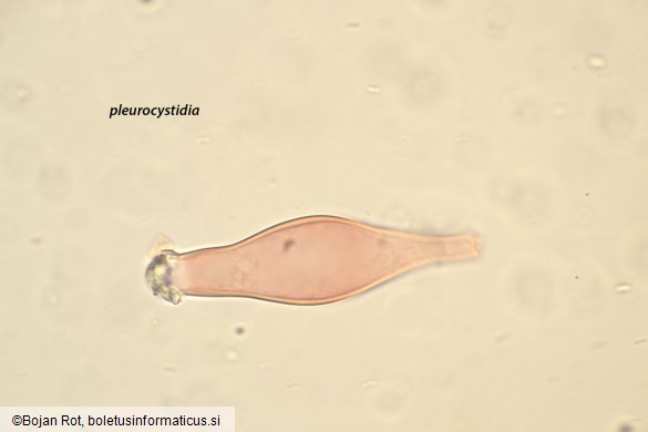 Inocybe geophylla