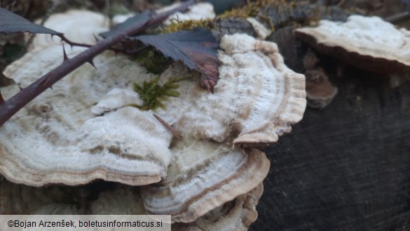 Trametes hirsuta