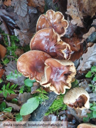 Tricholoma pessundatum