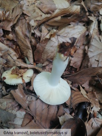 Russula solaris