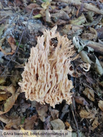 Ramaria botrytis