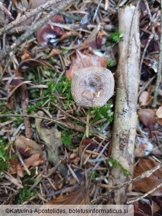 Rhizocybe pruinosa