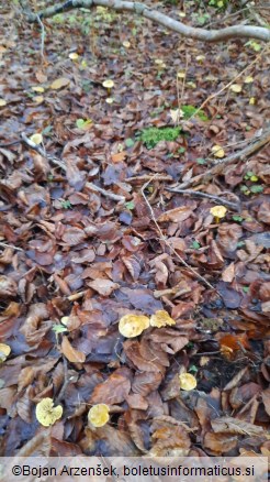 Tricholoma sulphureum