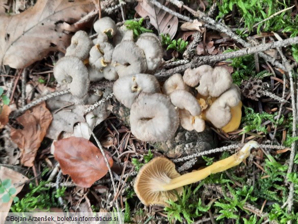 Cantharellus tubaeformis