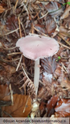 Mycena rosea