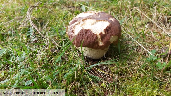 Boletus edulis