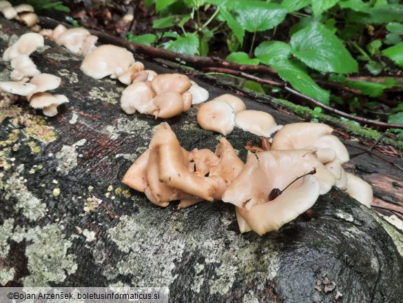 Pleurotus pulmonarius