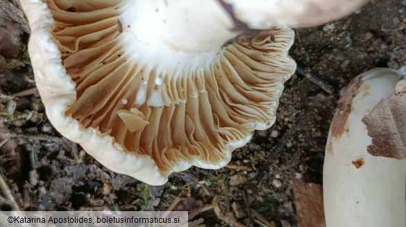 Lactarius ruginosus