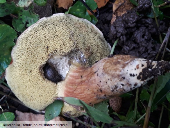 Hortiboletus rubellus