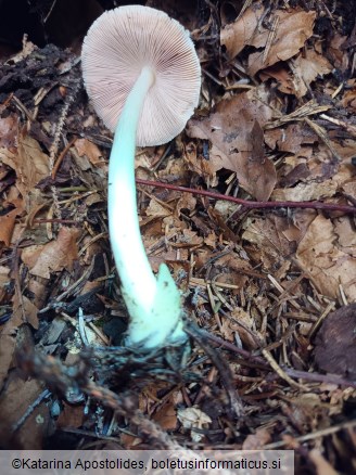 Volvariella murinella