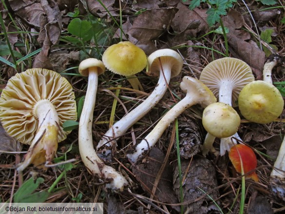 Hygrophorus lucorum