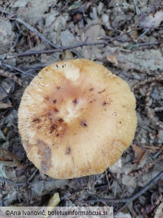 Russula foetens