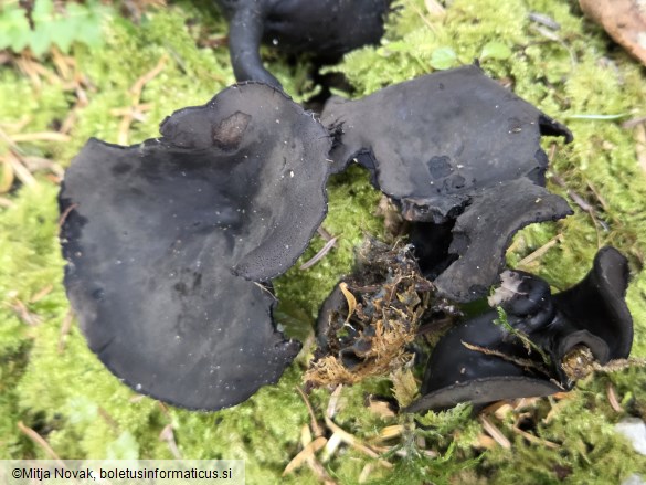 Pseudoplectania melaena